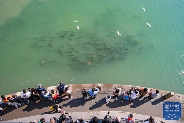 宜宾三江口有人非法捕捞?官方回应:系生物资源监测(图5) 5.jpg
