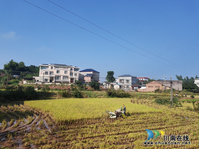 泸县:再生稻喜获丰收 机械收割省时省力(图1) 潮河镇五谷寺村机械化收割再生稻(曾佐然摄).jpg