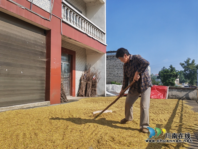 泸县:再生稻喜获丰收 机械收割省时省力(图2) 村民晾晒再生稻谷(曾佐然摄).jpg