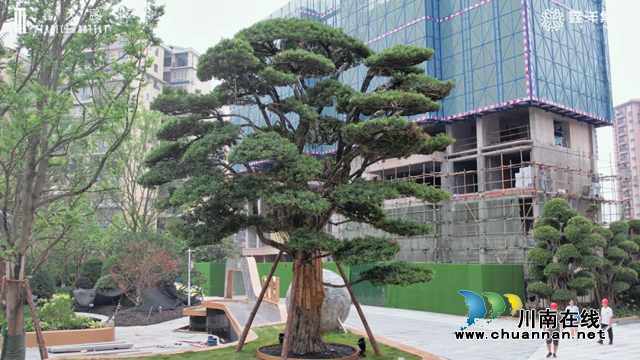 大师造园,与世界一脉相“宸”|鑫洋•鑫天宸惊现1000万一锤!推翻重建,为泸州定制——传世经典!(图10) 图片8.png