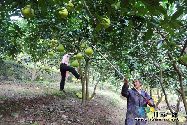 合江:“柚”到采摘时!30余万亩真龙柚成熟上市!(图3) 3.jpg