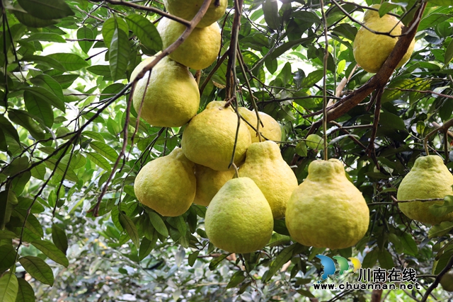 合江:“柚”到采摘时!30余万亩真龙柚成熟上市!(图4) 4.jpg