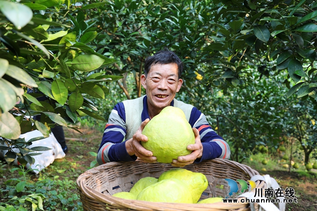 合江:“柚”到采摘时!30余万亩真龙柚成熟上市!(图5) 5.jpg