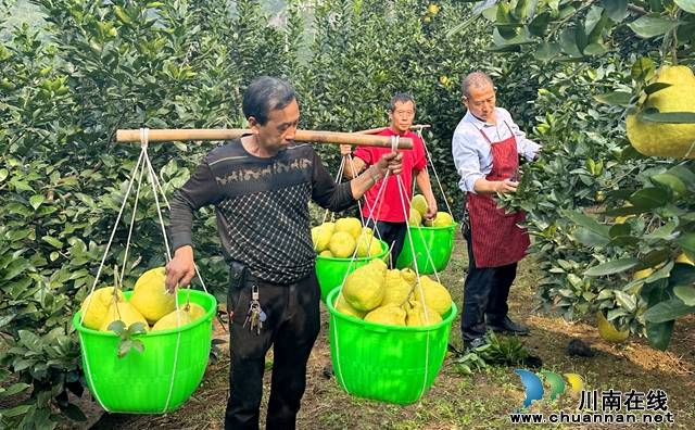 合江:“柚”到采摘时!30余万亩真龙柚成熟上市!(图6) 6.jpg