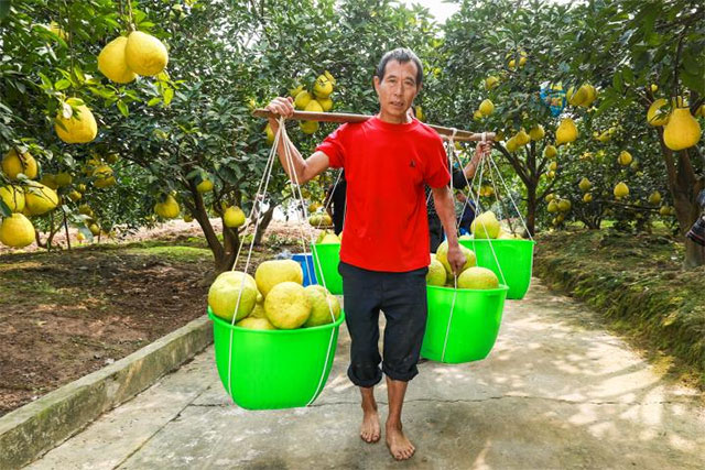 合江县:真龙柚喜获丰收(图1) 1.jpg