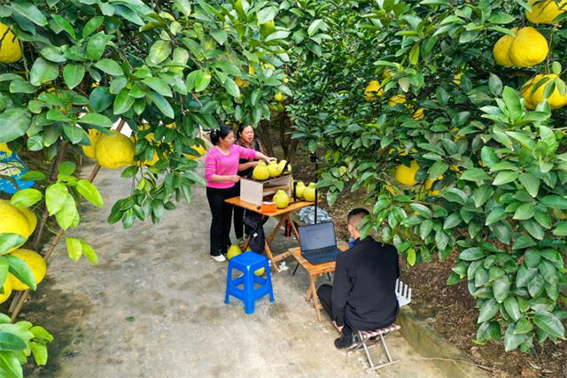 合江县:真龙柚喜获丰收(图2) 2.jpg