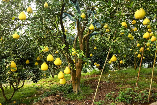 合江县:真龙柚喜获丰收(图3) 3.jpg