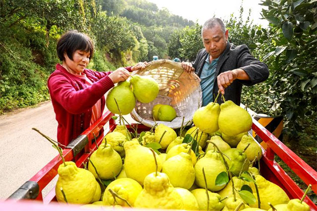 合江县:真龙柚喜获丰收(图4) 4.jpg