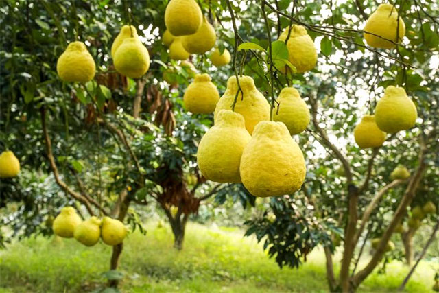 合江县:真龙柚喜获丰收(图5) 5.jpg