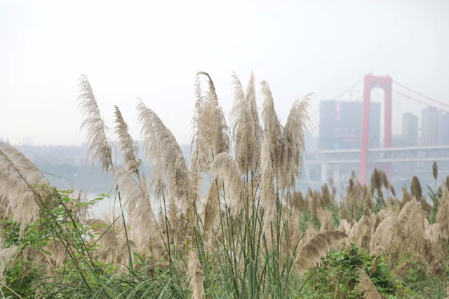 打卡地+1!龙马潭这片芦苇地拍照真的太出片了!(图1) 1.jpg