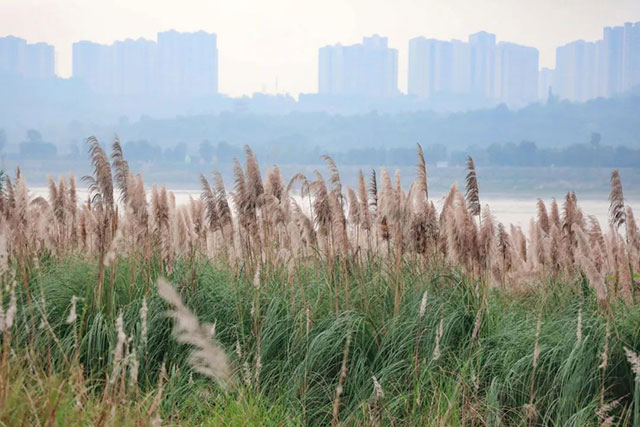 打卡地+1!龙马潭这片芦苇地拍照真的太出片了!(图2) 2.jpg