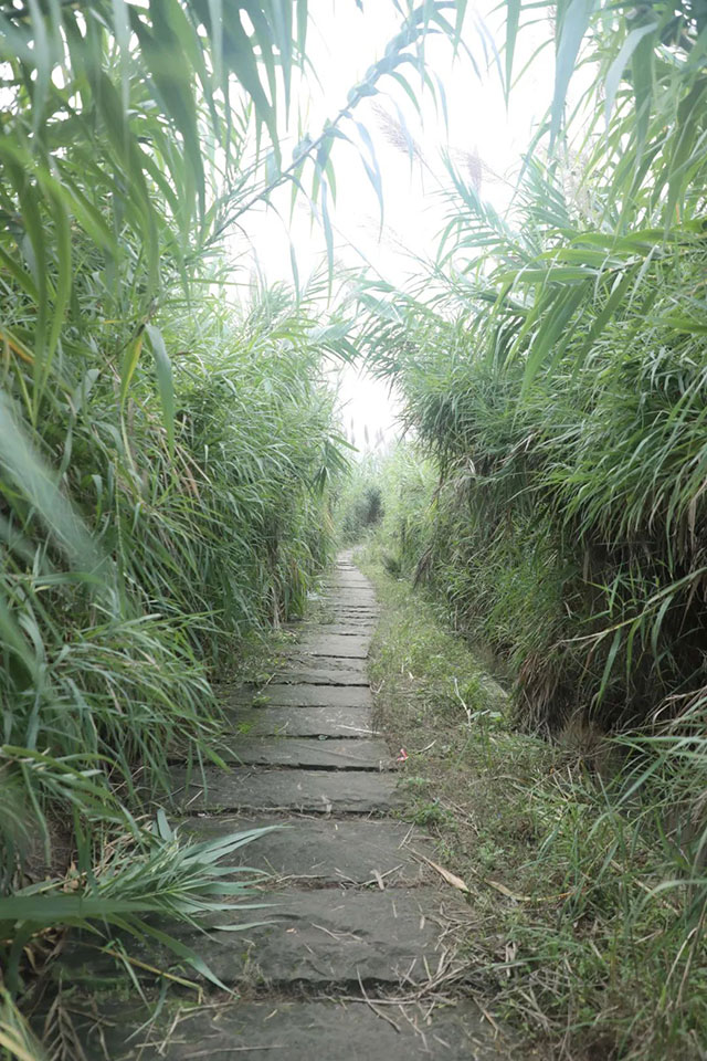 打卡地+1!龙马潭这片芦苇地拍照真的太出片了!(图4) 4.jpg