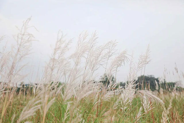 打卡地+1!龙马潭这片芦苇地拍照真的太出片了!(图6) 6.jpg