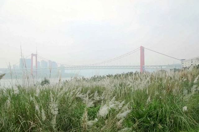 打卡地+1!龙马潭这片芦苇地拍照真的太出片了!(图7) 7.jpg