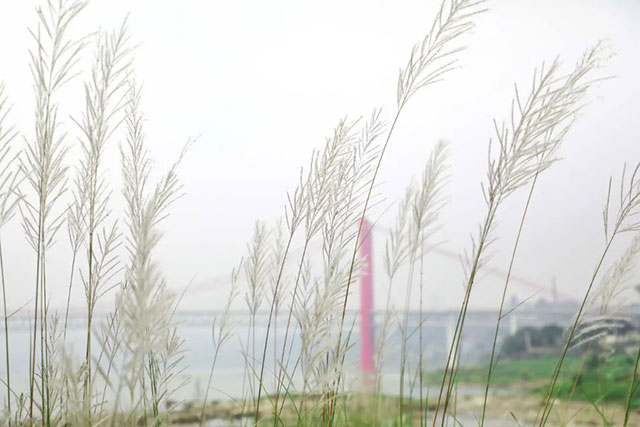 打卡地+1!龙马潭这片芦苇地拍照真的太出片了!(图9) 9.jpg