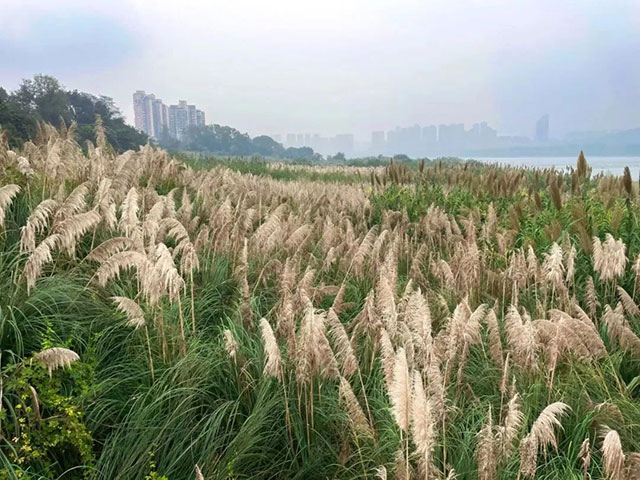 打卡地+1!龙马潭这片芦苇地拍照真的太出片了!(图10) 10.jpg