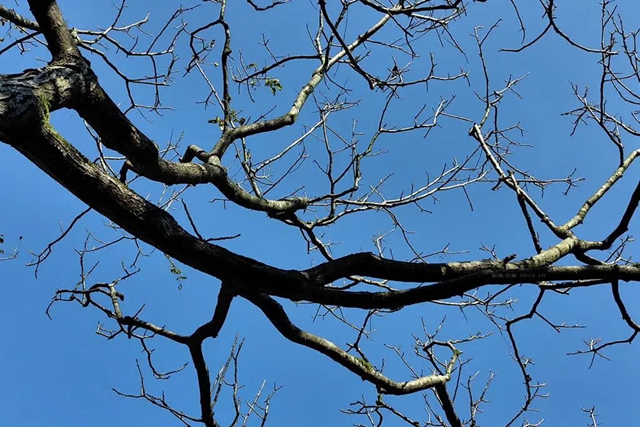 美到“犯规”!古蔺秋冬限定“多巴胺”上线……(图1) 微信图片_20231110091753.jpg