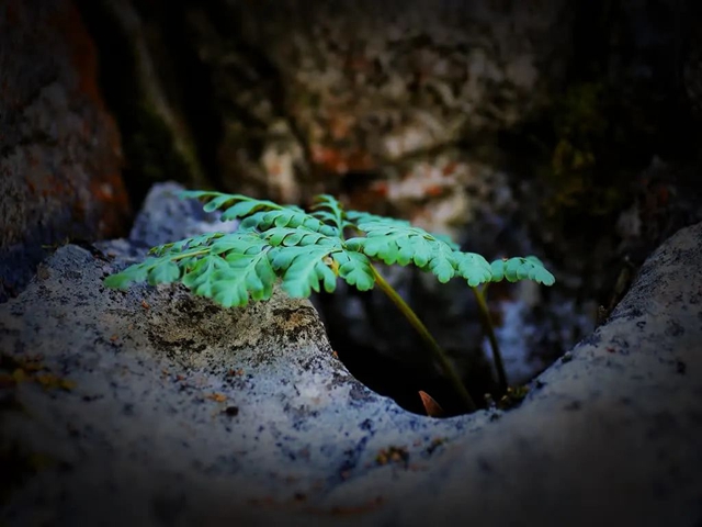 美到“犯规”!古蔺秋冬限定“多巴胺”上线……(图11) 微信图片_20231110091847.jpg