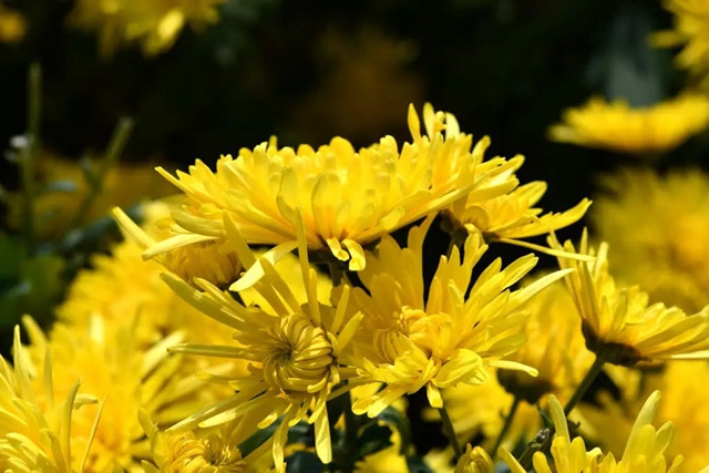 美到“犯规”!古蔺秋冬限定“多巴胺”上线……(图10) 微信图片_20231110091841.jpg