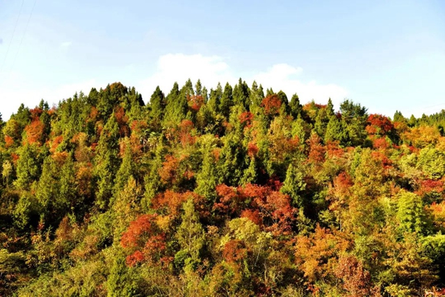 美到“犯规”!古蔺秋冬限定“多巴胺”上线……(图16) 微信图片_20231110091912.jpg