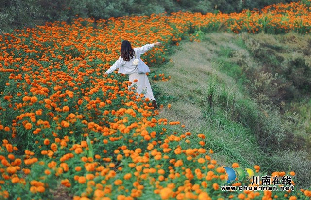 万寿菊花海.jpg