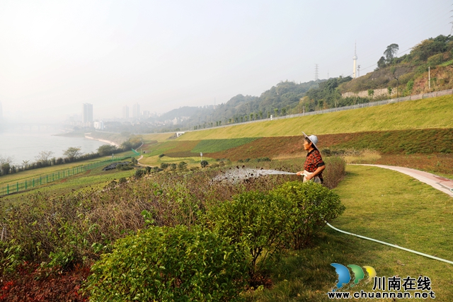 工人正在对生态修复带绿化进行浇水、除草等维护。+(2).JPG