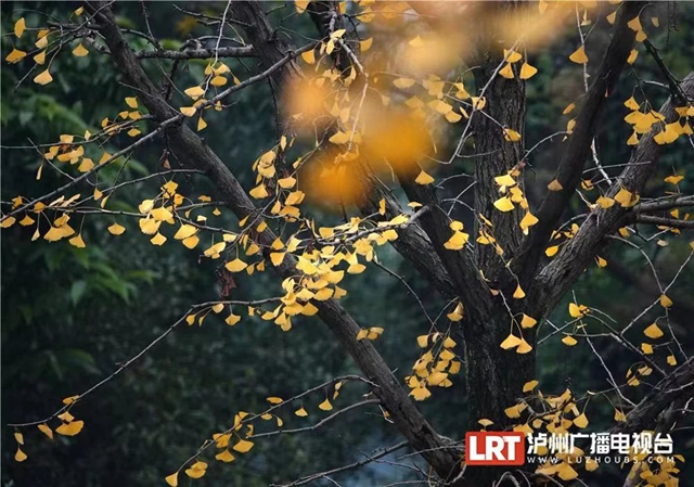 微信图片_20231207114127.jpg