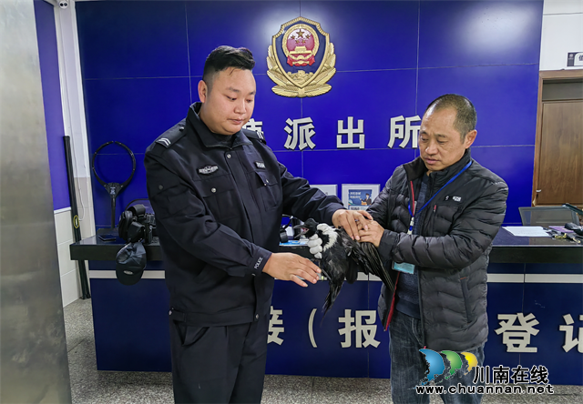 1热心群众捡拾到的受伤的白颈鸦.png