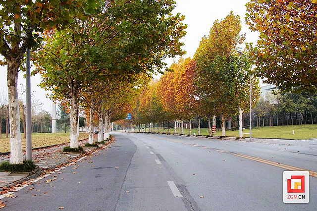 板仓梧桐的浪漫等你去打卡——(图3) nEO_IMG_3.jpg