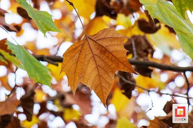 板仓梧桐的浪漫等你去打卡——(图4) nEO_IMG_4.jpg