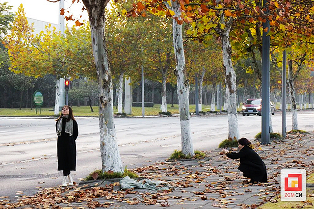 板仓梧桐的浪漫等你去打卡——(图6) nEO_IMG_6.jpg