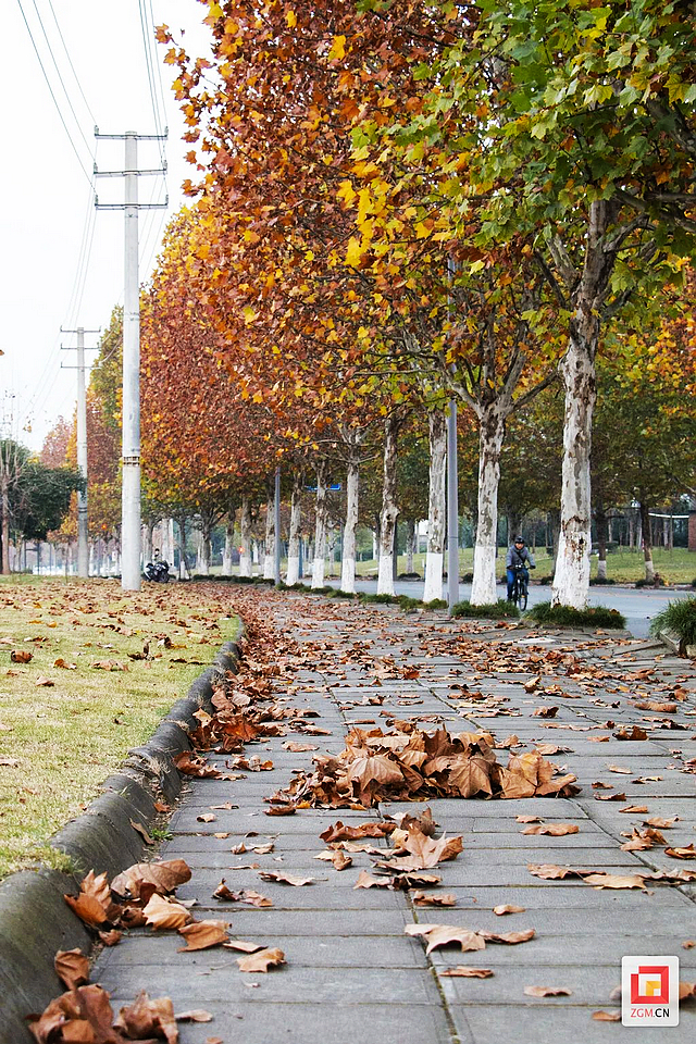 板仓梧桐的浪漫等你去打卡——(图9) nEO_IMG_9.jpg