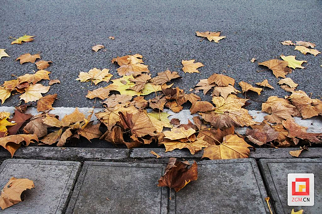 板仓梧桐的浪漫等你去打卡——(图10) nEO_IMG_10.jpg