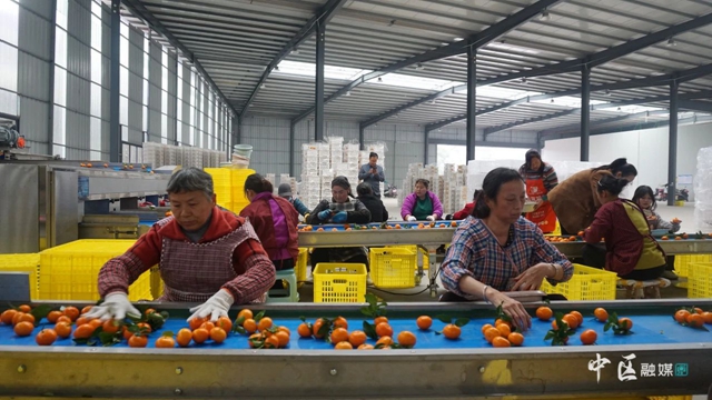 甜蜜”保鲜！内江这一现代化冷链物流中心投用——