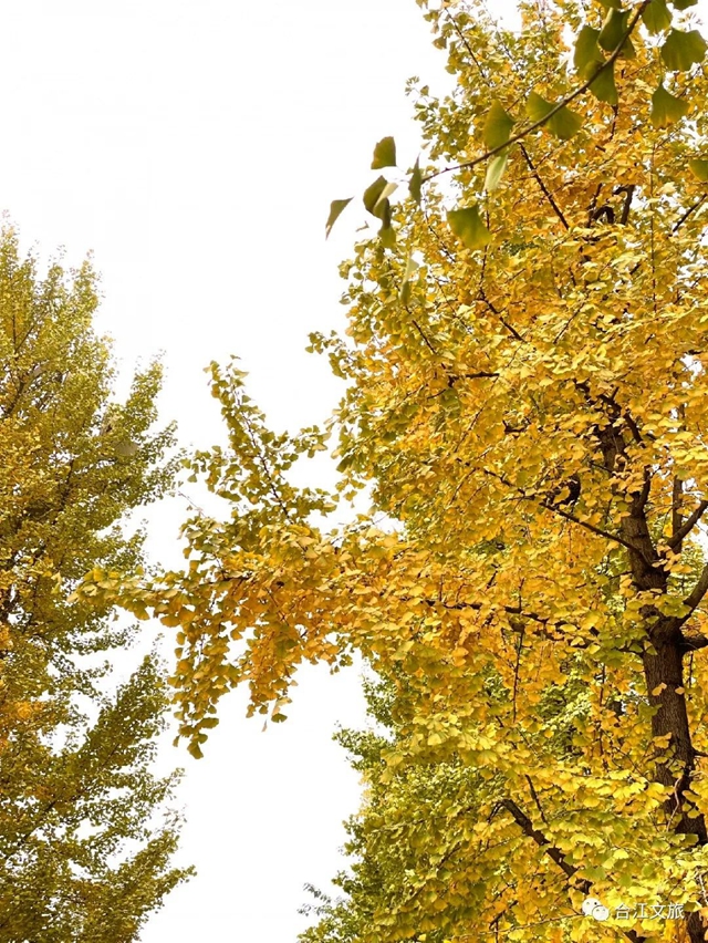 超出片!合江这座小城的银杏正值最佳观赏季(图9) 微信图片_20231213094718.jpg