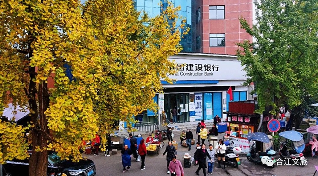 超出片!合江这座小城的银杏正值最佳观赏季(图2) 微信图片_20231213094647.jpg