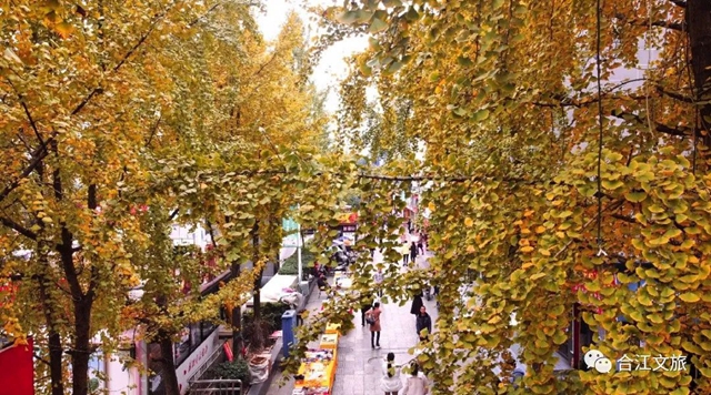 超出片!合江这座小城的银杏正值最佳观赏季(图3) 微信图片_20231213094651.jpg