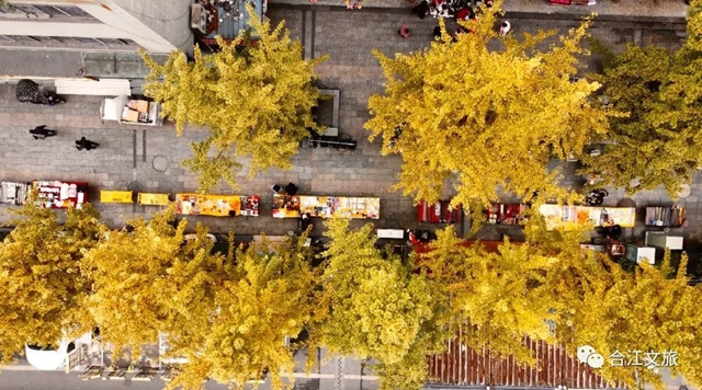 超出片!合江这座小城的银杏正值最佳观赏季(图4) 微信图片_20231213094656.jpg