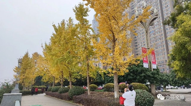超出片!合江这座小城的银杏正值最佳观赏季(图5) 微信图片_20231213094700.jpg