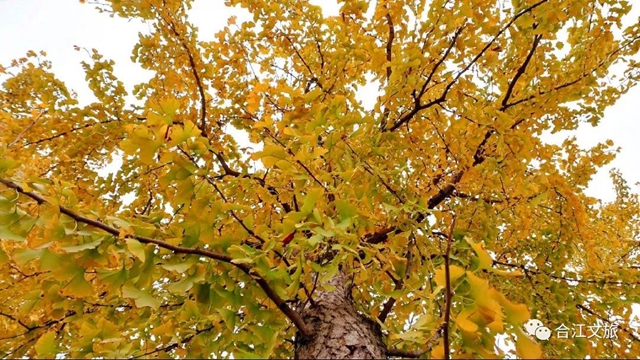 超出片!合江这座小城的银杏正值最佳观赏季(图7) 微信图片_20231213094709.jpg