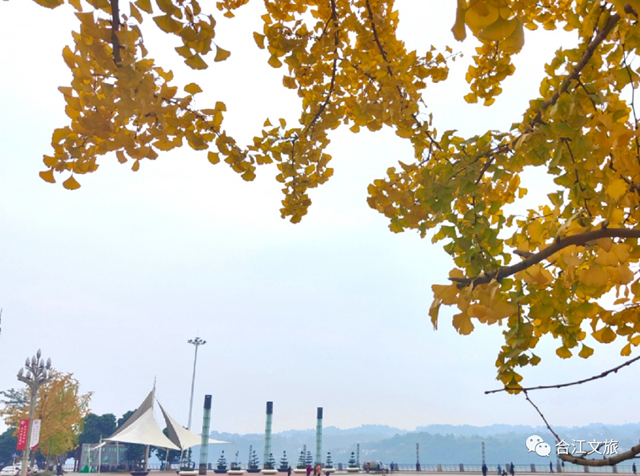 超出片!合江这座小城的银杏正值最佳观赏季(图8) 微信图片_20231213094713.png