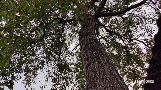 130多岁!为TA,内江已启动保护程序——(图1) 1.jpg