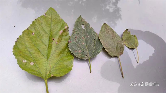 130多岁!为TA,内江已启动保护程序——(图3) 3.jpg