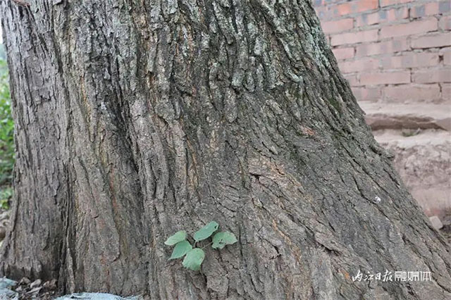 130多岁!为TA,内江已启动保护程序——(图4) 4.jpg