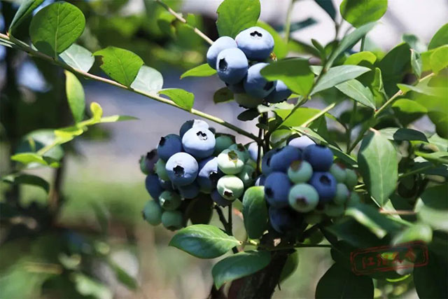 华阳街道:潮流亦“顶流”(图15) 15.jpg