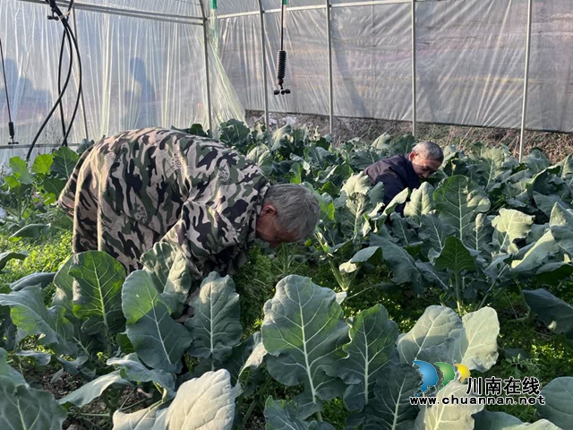 古蔺:高山果蔬忙“出山”,“蔬”写产业富民路(图1) 1.jpg