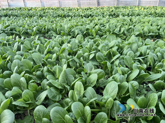 古蔺:高山果蔬忙“出山”,“蔬”写产业富民路(图5) 5.jpg