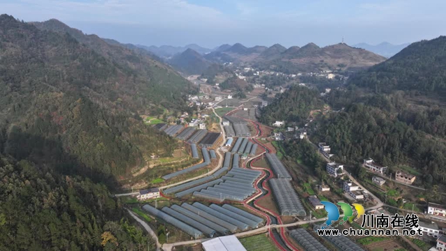 古蔺:高山果蔬忙“出山”,“蔬”写产业富民路(图6) 6.jpg