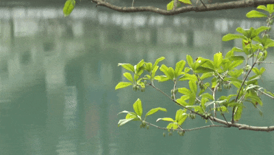 颜值up!泸州忠山公园更靓了(图1) 1.gif