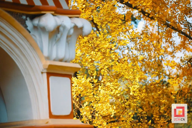 自贡“罗马楼”的银杏黄了(图5) 5.jpg